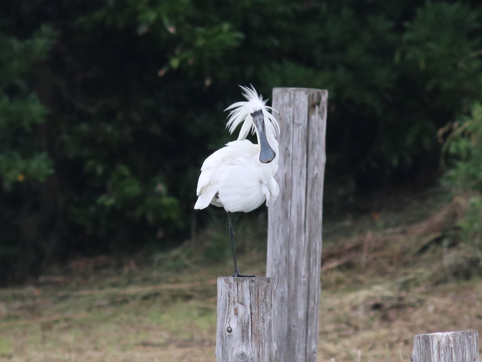 コサギとクロツラヘラサギ